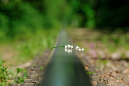 Flower lily of the valley lying on the rails. Railway in the forest. Sunny summer day. Blurred background.の写真素材