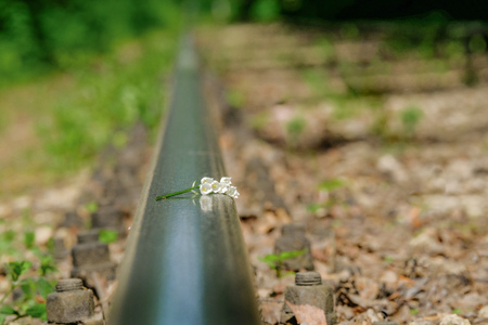 Flower lily of the valley lying on the rails. Railway in the forest. Sunny summer day. Blurred background.の写真素材