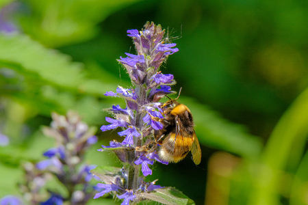 Bumblebee collects nectar from a blue flower. Summer warm sunny day. A picturesque plot from the life of insects.の写真素材