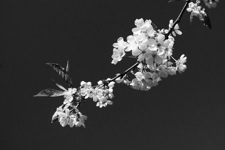 A branch of a blossoming apple tree against a cloudless skyの写真素材