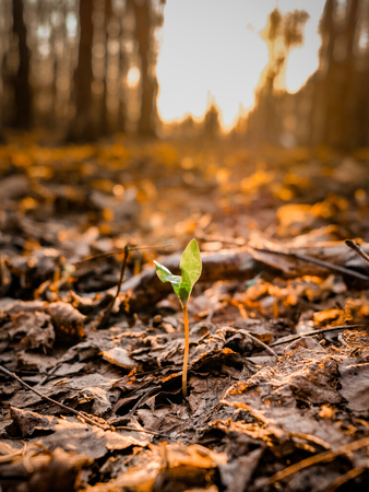Lonely green sprout among the fallen leaves at sunset