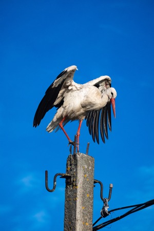 Stork sitting on top of a pillar.