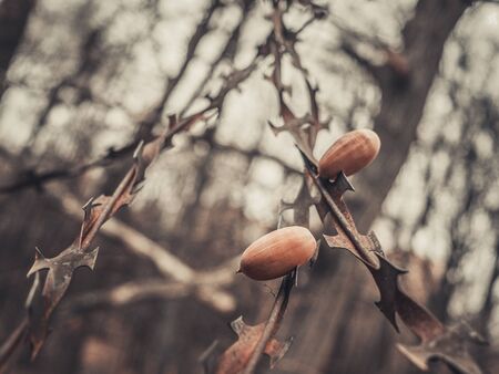 Dead oak acorns on barbed wire. The opposition of nature and technological progress.