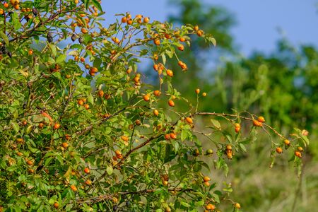 Wild rosehip berries on a bush in a field in summer in the sun.の写真素材