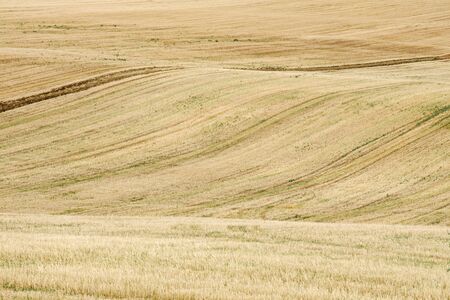 Wavy field landscape. Yellow soil after mowed wheat