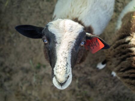 Sheep looking from the bottom up. Curious pet.
