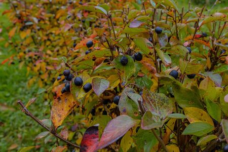 Black berries on branches surrounded by red, yellow and green leaves. Fading autumn natureの写真素材