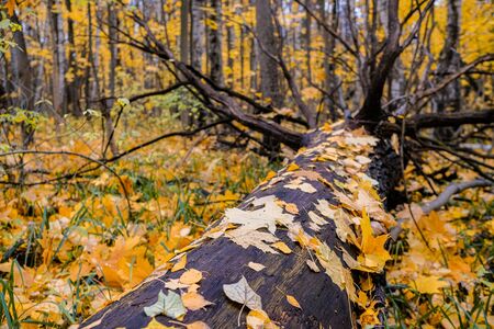 Fallen dead tree in the forest and wet autumn leaves adhered to its trunk. Ominous tentacles of the roots. Colorful autumn forestの写真素材