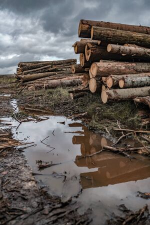 Many spruce logs lie along the road in mud and puddles on a cloudy autumn day. In the background is...