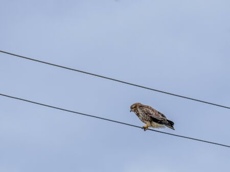 Bird of prey sitting on an electric wire against a pale autumn sky. A bird on wires looks like a musical note in a score. The predator is looking for prey.の写真素材