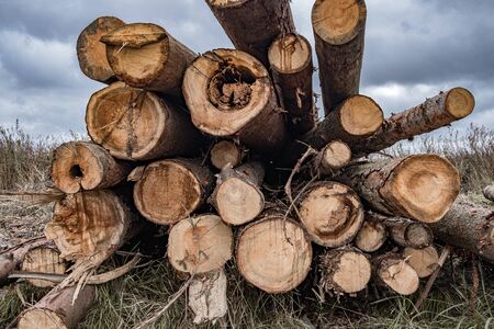 On a cloudy autumn day along the road in the mud there are many rough logs of softwood. In the background is a cloudy sky with gloomy heavy clouds. End cuts of tree trunks.の写真素材