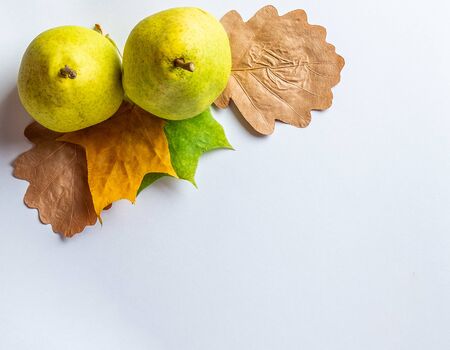 View of two yellow ripe pears and colorful autumn leaves lying on a bright white background. Top...