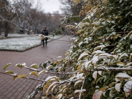 Green leaves on a bush powdered with the first snow on a cloudy November day. Man walking on a footpath, on a blurred background.の写真素材