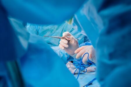 Bloodied surgeon's hands in sterile latex gloves holding surgical tweezers with traces of blood. The...