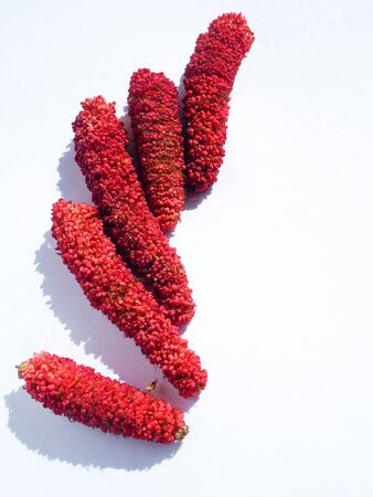 Top view on bright red red alder catkins on a white background. Spring woody flowers. Flat lay. Copy space.の写真素材