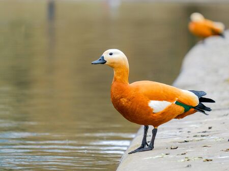 ruddy shelduck stands on the shore of a pond in the city during the day. Bright large bird. Behind the bird on a very blurry background is water and another ruddy shelduck.の写真素材