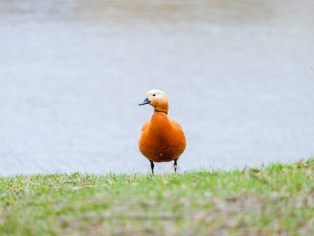 ruddy shelduck stands on the grass on the shore of a pond in the afternoon. Bright large bird....