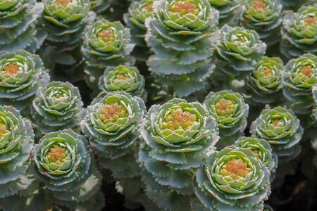 Top view on the flowers of a green succulent plant with pink accents. Abstract floral background....