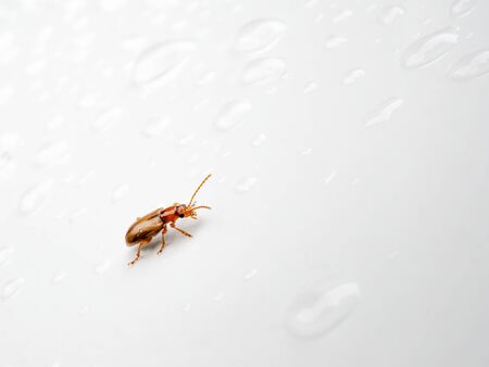 An insect brown beetle crawls on a glossy white surface among transparent drops of water. Abstract...