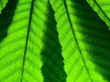 Fragment of two green leaves with veins overlapping each other close-up on the lumen. The backlight...