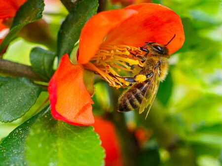 Honey bee collects pollen and nectar from red quince flowers in spring. A bee pollinates plants and is important for nature. Macrofoの写真素材