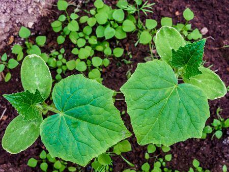 Flat lay. The first green leaves of a cucumber sprout in moist soil. Cultivation of organic...