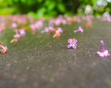 Selective focus on the showered delicate lilac flowers on wet asphalt on a sunny day. The end of flowering lilacs in the city.の写真素材