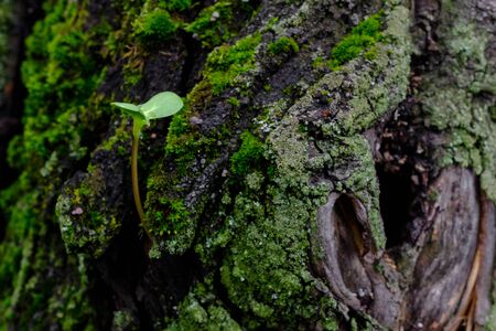 Selective focus on a lonely small green parasitic sprout on the bark of an old tree. The bark is covered with moss. Natural background. Copy space.の写真素材