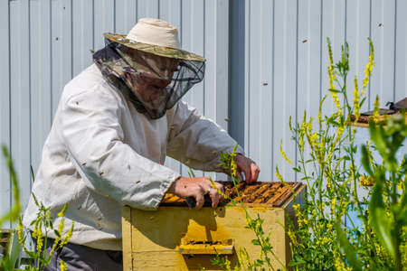 A beekeeper in protective clothing holds a frame with honeycombs, examines bees in the apiary. Preparing for the harvest of honey.の写真素材