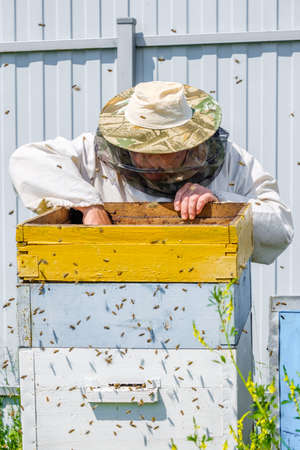 A beekeeper in protective clothing holds a frame with honeycombs, examines bees in the apiary....