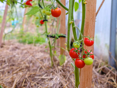 Selective focus on ripe red tomatoes on the branches in the greenhouse. Growing organic green vegetables in a home garden. On one branch are red and green fruits of tomatoes. Copy spaceの写真素材