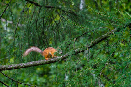 Squirrel jumping on the branches of larch with green needles. Summer day in a city park. Wildlife...