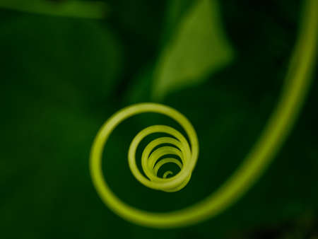 Selective focus on the mustache of a cucumber swirling in the form of a spiralの写真素材