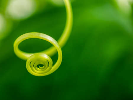 Selective focus on the mustache of a cucumber swirling in the form of a spiralの写真素材