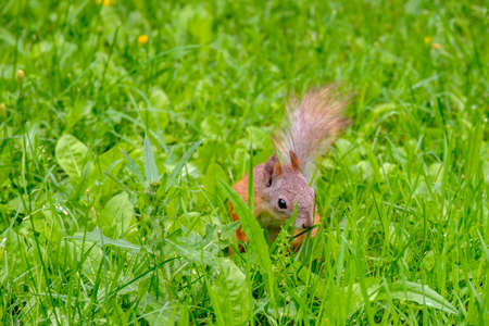 Portrait of a red squirrel in green grass. Copy space.