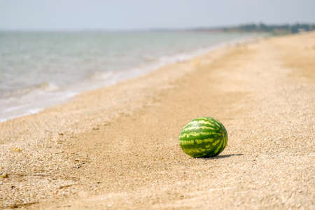 The striped green fruit of a ripe sweet watermelon on the sea sand by the water. Rest on the Sea. Copy spaceの写真素材