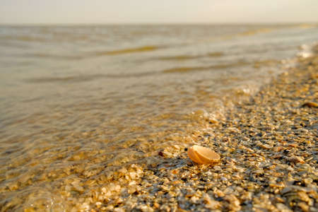 Selective focus on a shell in the sand at the surf line. Sea waves wash over the sandy shore. Summer. The evening sun turns the sand and waves orange. Copy spaceの写真素材
