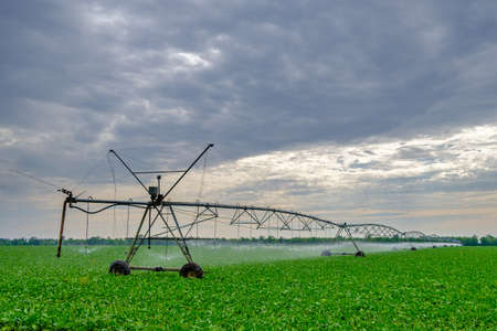 Watering beets in a large field using a self-propelled sprinkler system with a center swing. Modern agricultural technologies. Industrial production of agricultural crops. Copy spaceの写真素材