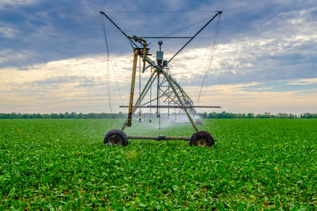 Watering beets in a large field using a self-propelled sprinkler system with a center swing. Modern agricultural technologies. Industrial production of agricultural crops. Copy spaceの写真素材