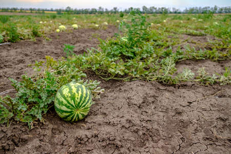 Selective focus on round striped green watermelon on the field. Copy space.の写真素材