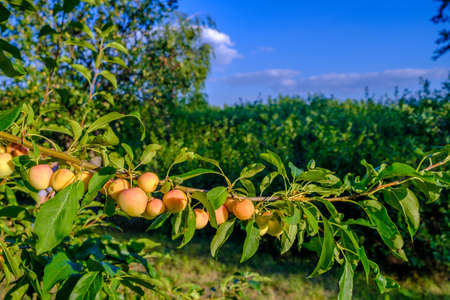 Ripe apples on a branch. Eco-friendly harvest concept. Summer ends. Delicious sweet organic fruits grown in the garden.の写真素材