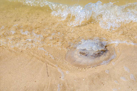 Dead large jellyfish on the sand of the sea beach on a summer day. Waves wash over the body of the jellyfish. A marine animal posing a danger to tourists having a rest at seaの写真素材