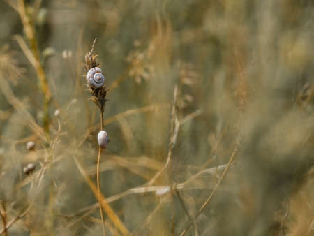 Selective focus on small spiral shells of steppe snails on dried plant stems. Beautiful natural background. Macro shot of molluscs in the wild. Strongly blurred background. Copy space.の写真素材