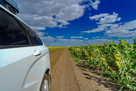 White car on a village road among endless fields of blooming sunflowers against a blue sky with...