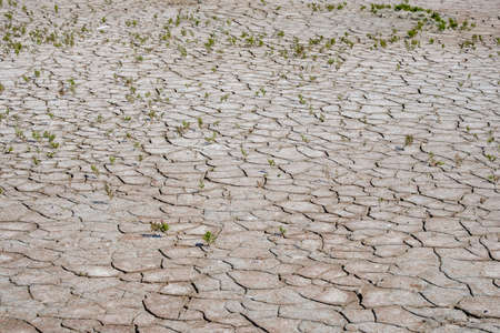 Lonely stunted green sprouts on dry, cracked earth. Natural mosaic created by cracks in dry salt-covered soil. Dead nature. Drought. Background and texture. Copy spaceの写真素材