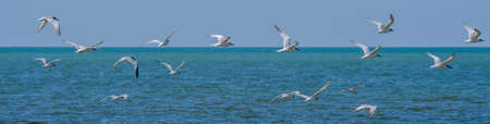 Banner. A flock of seagulls flying in a cloudless sky over the surface of the blue sea. Free wild...