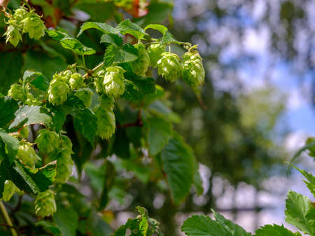Selective focus on green cones of decorative hops. View of a climbing plant on a sunny day.
