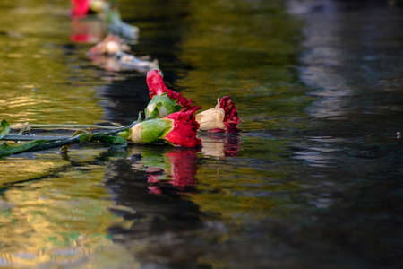 Red withered carnations lie on the wet stone surface. Dead flowers are reflected in the water. The concept that everything passesの写真素材