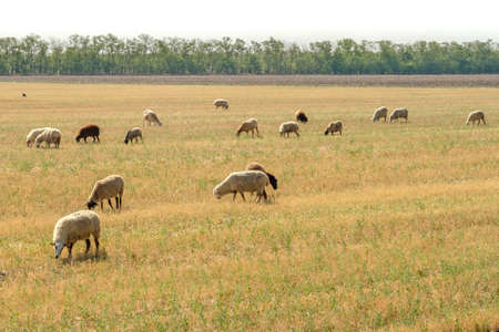 A flock of sheep grazes in the dry steppe. Hot sunny summer day. Traditional cattle breedingの写真素材