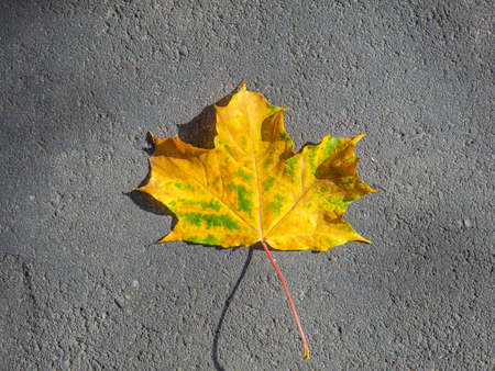 Top view of a lone yellow maple leaf lying on the surface of the asphalt. Autumn leaf fall. Natural...